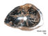 Picture of Small Black and Beige Petrified Wood Sink 17"-21"
